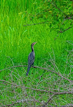 Reed cormorant in Ghana