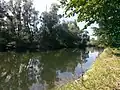 The Rench in riparian woods near Helmlingen