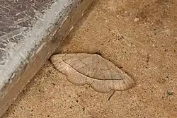 Renodes curviluna.
