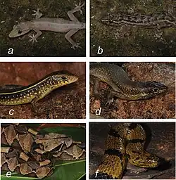 Reptile species