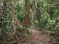 Nauta