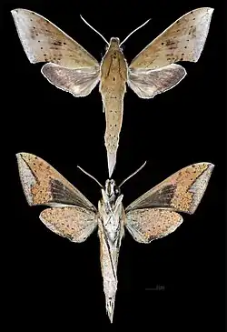 Rhagastis acuta