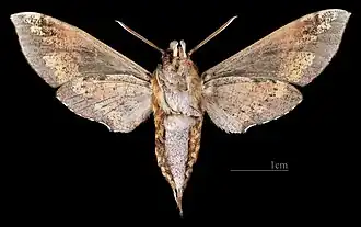 ♀ △