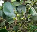Flower and unripe fruit