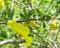 Rhigozum obovatum fascicle of leaves plus flowers