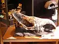 Skull of a woolly rhinoceros (Coelodonta antiquitatis) from Serbia