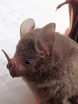 Brown bat head