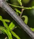 Close up of vine