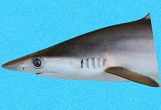 Head