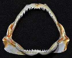 Jaws