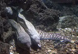 Muraena helena
