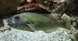 Sparisoma cretense