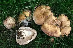 R. gemina
