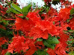 Deep orange flowers