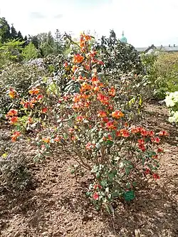 Shrub conformation