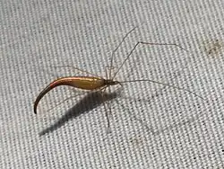 R. fictilium