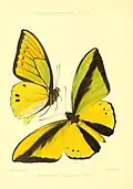 Male