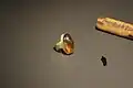 ring of st. adalbert