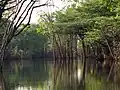 Urubu River channel