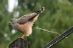 Defecating
