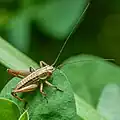 Nymph