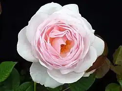 'Heritage'[16]