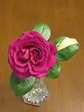 'Perfume Delight' hybrid tea rose with double whorl and leaf color mutations