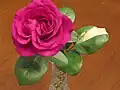 'Perfume Delight' hybrid tea rose with double whorl and leaf color mutations