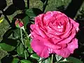 'Perfume Delight' hybrid tea rose with misplaced white-color petal mutations