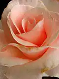 Rose Celebration, RBG