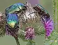 On thistle