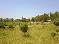 Rosh HaAyin Forest - Image 3