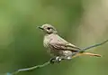 Black redstart, Phoenicurus ochruros