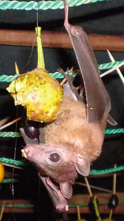 Brown bat