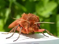 Front view