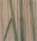 Festuca ovina subsp. hirtula ligula