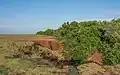 Red soil found in Ussangoda