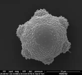 Pollen