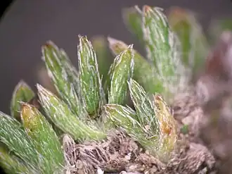 Close-up of leaves
