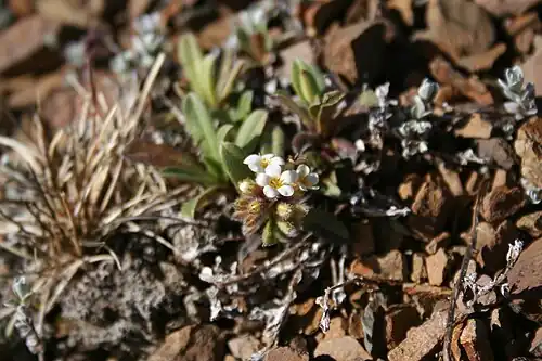 Growth habit