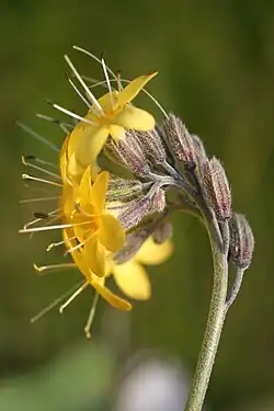 Floral detail