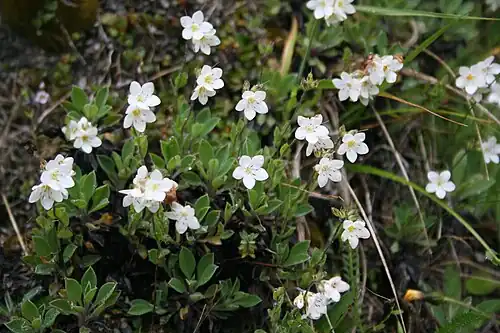 Flowering plants