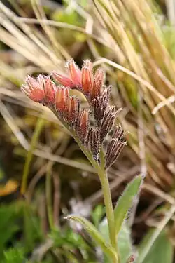 Fruiting plant