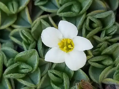 Floral detail