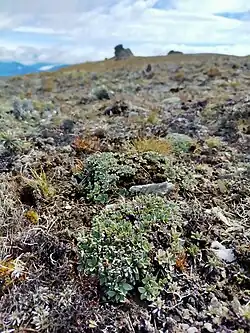 Habit and habitat