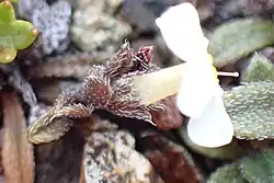 Flower, side view