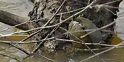 Sabine map turtle (Graptemys sabinensis) in Orange County, Texas.
