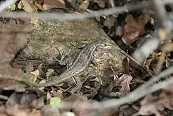 Sagebrush spiny lizard (S. graciosus)