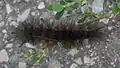 Dorsal view of larva