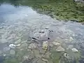 The old naval mine found in the north-most pan.